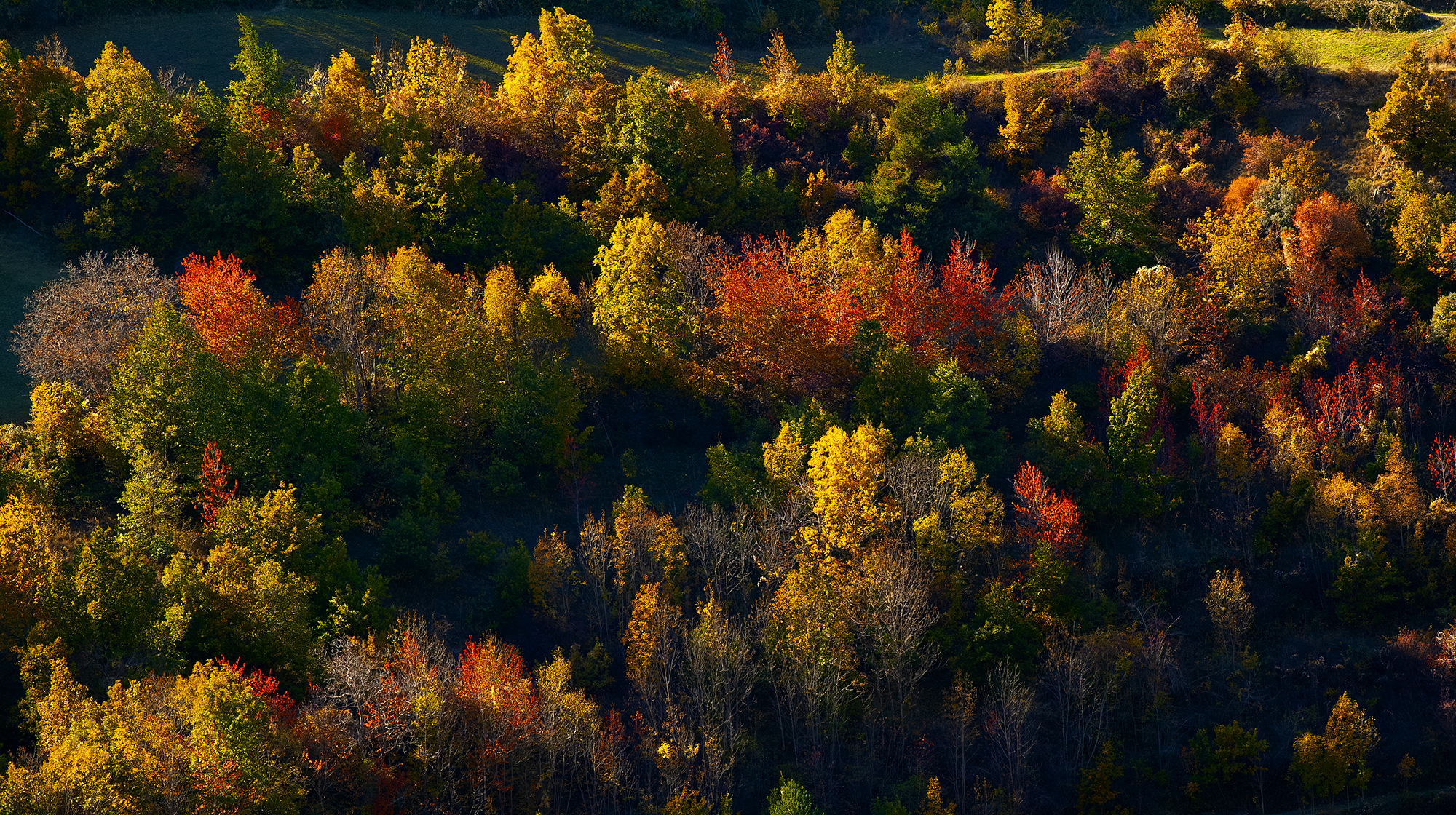 Paisajes, naturaleza, fotografía de paisajes, fotografía de naturaleza, Pirineos, árbol otoño, hojas otoño, bosque otoño