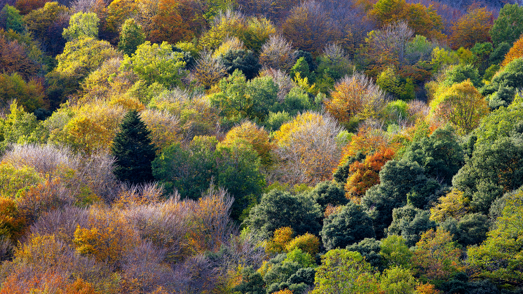 Paisajes, naturaleza, fotografía de paisajes, fotografía de naturaleza, Pirineos, árbol otoño, hojas otoño, bosque otoño, hojas colores